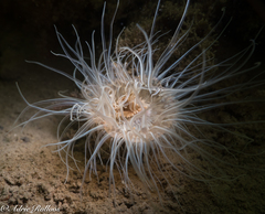 Sagartiogeton undatus