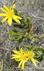 Cullumia setosa