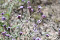 Verbena hispida