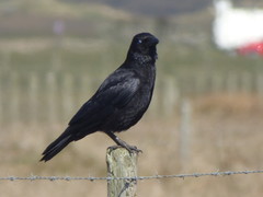 Corvus corone