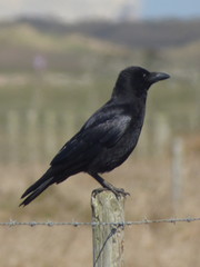 Corvus corone