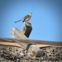 Mimus polyglottos image