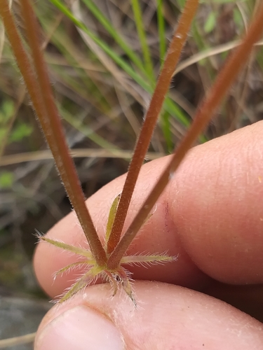 Image of Fleshy Storksbill (Pelargonium carneum) by (c) kevin koen, some rights reserved (CC BY-SA)