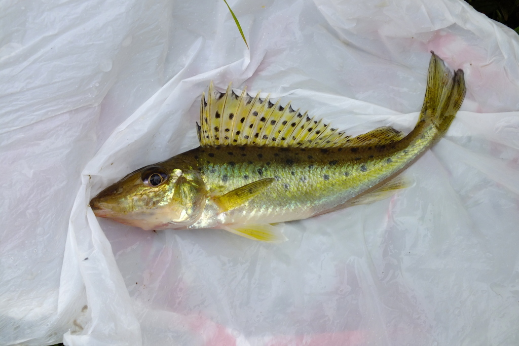 Don Ruffe