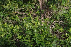 Rhamnus prinoides