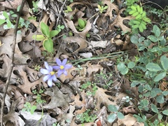 Sisyrinchium pruinosum