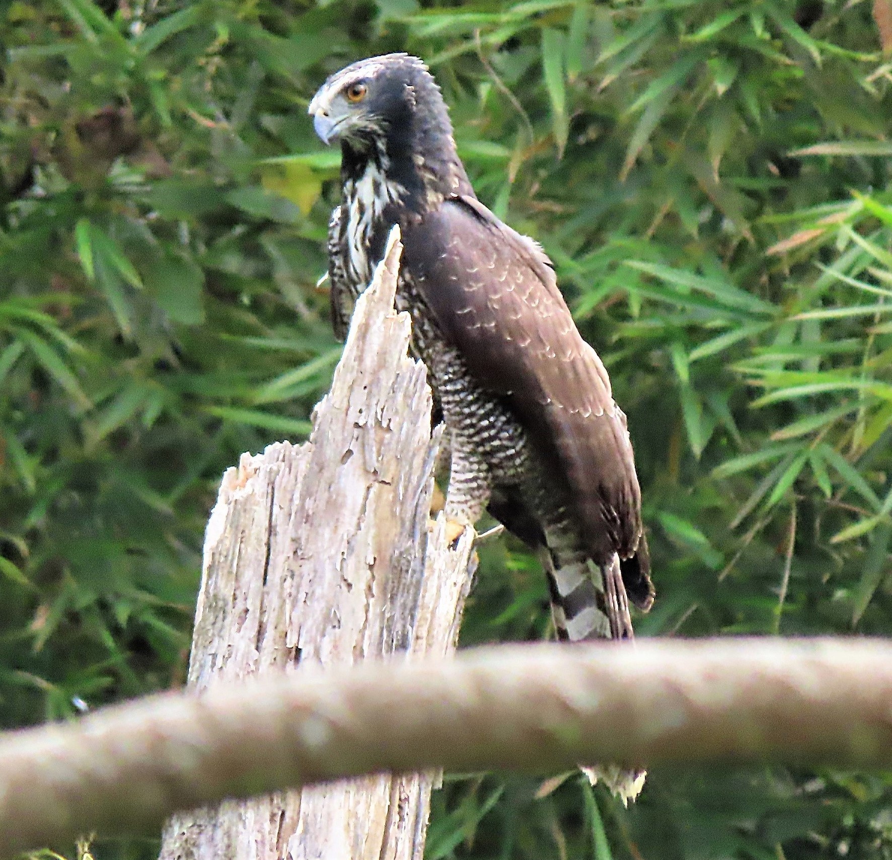 Black Hawk-Eagle (Spizaetus tyrannus) · iNaturalist