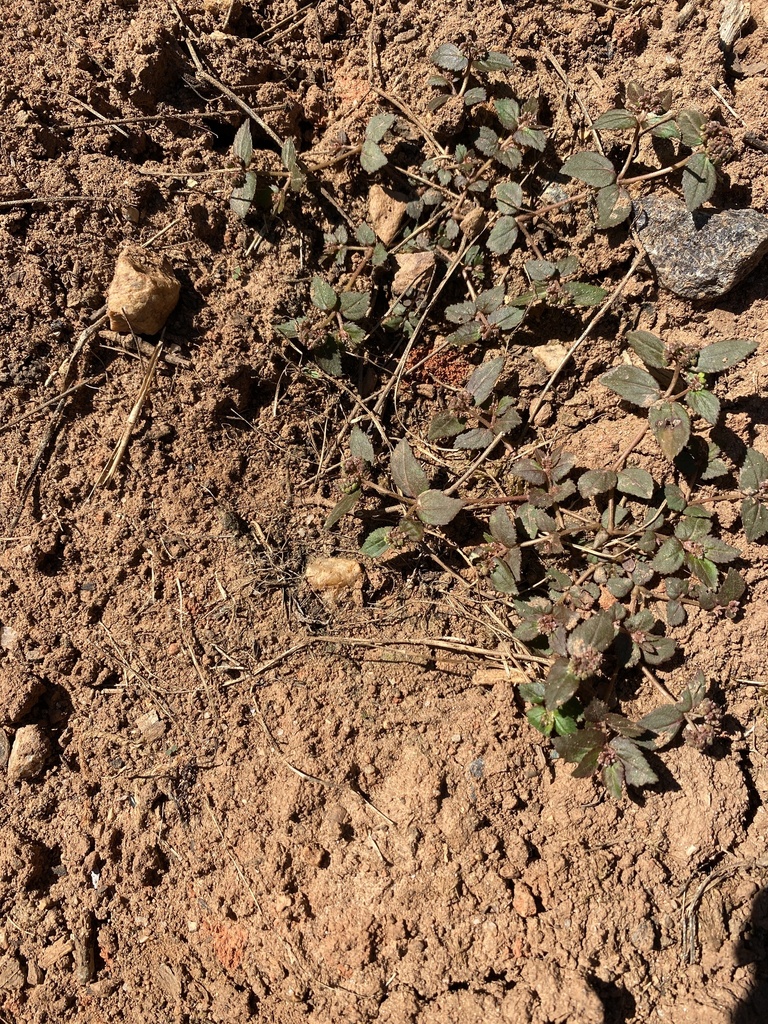 Florida Hammock Sandmat from Adnah Church Rd, Rock Hill, SC, US on