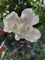 Magnoliopsida