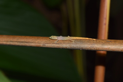 Sphaerodactylus lineolatus