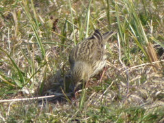 Anthus pratensis