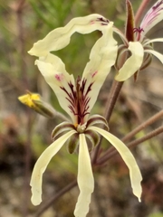 Pelargonium fergusoniae