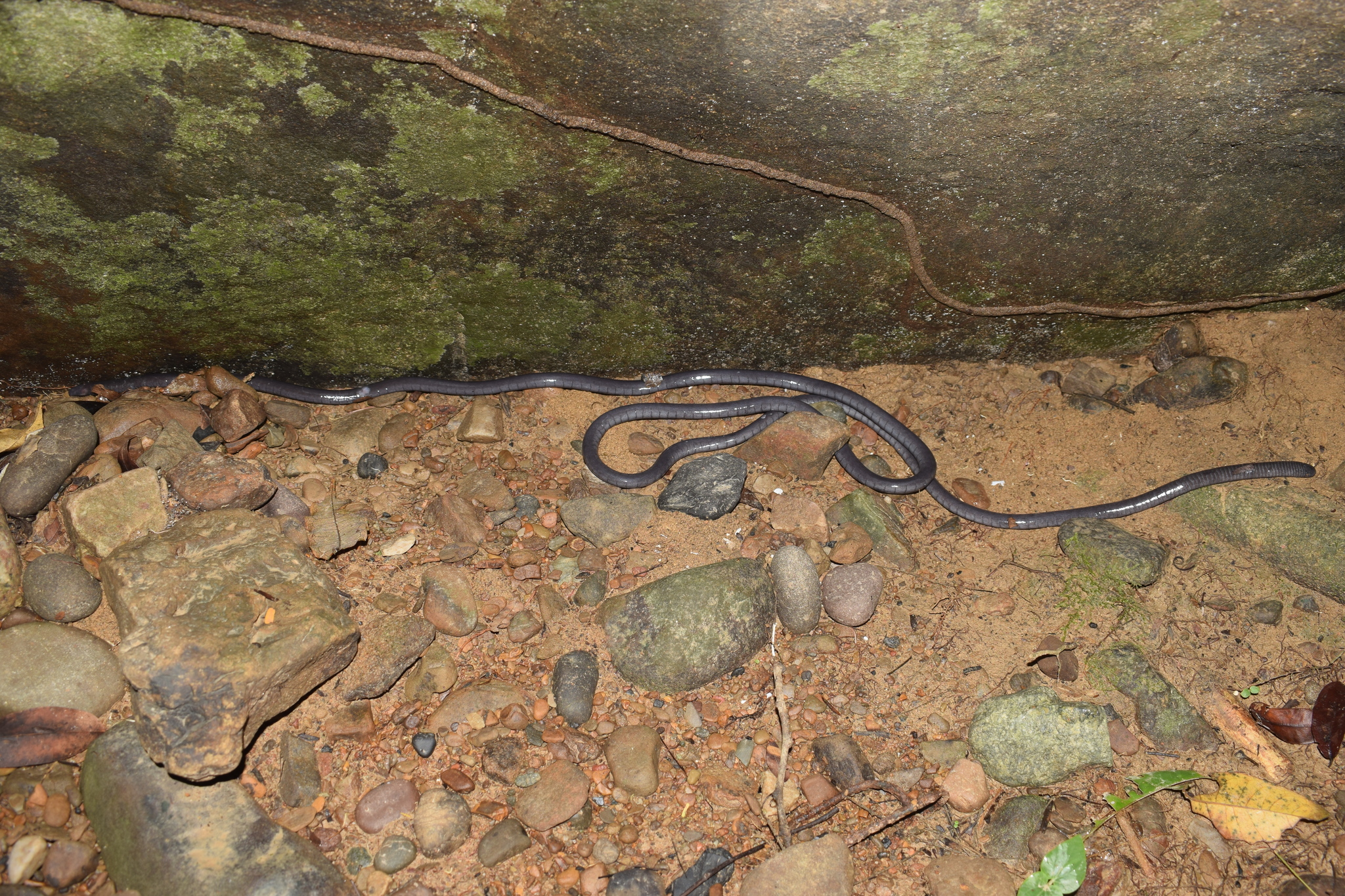 Thompson's Caecilian