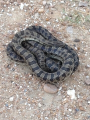 Lampropeltis calligaster