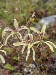 Pelargonium fergusoniae