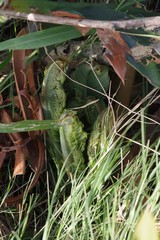 Encephalartos arenarius