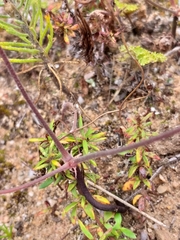 Pelargonium fergusoniae