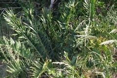 Encephalartos arenarius