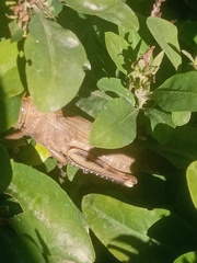 Anacridium aegyptium