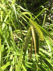 Carex excelsa
