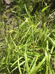 Carex excelsa