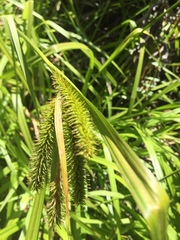 Carex excelsa