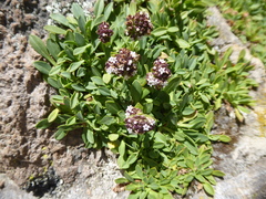 Valeriana nivalis