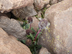 Valeriana globularis