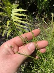 Isolepis inundata