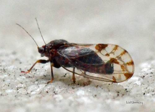 Cacopsylla pulchella