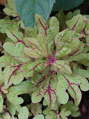 Coleus scutellarioides