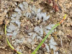 Riccia villosa
