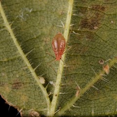 Microlophium carnosum