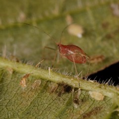 Microlophium carnosum