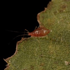 Microlophium carnosum