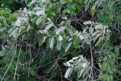Buddleja dysophylla