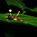 Ophiocordyceps lloydii lloydii - Photo (c) Esteban Diego Koch,  זכויות יוצרים חלקיות (CC BY-NC-ND), הועלה על ידי Esteban Diego Koch