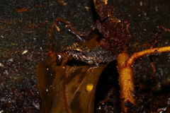 Pristimantis fenestratus