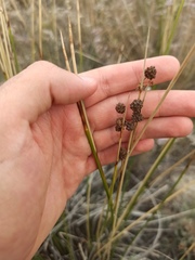 Scirpoides holoschoenus