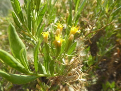 Trixis cacalioides
