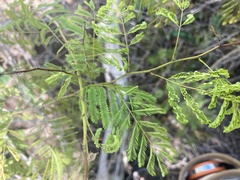 Senegalia westiana