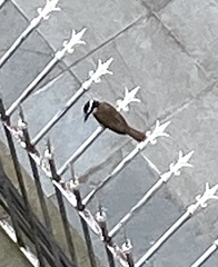 Pitangus sulphuratus
