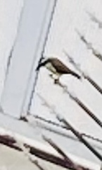 Pitangus sulphuratus