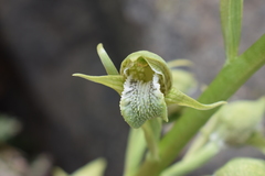Chloraea cylindrostachya