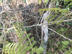Senegalia westiana