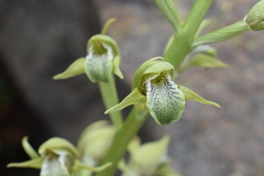 Chloraea cylindrostachya