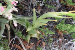 Chloraea cylindrostachya