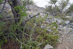 Chloraea cylindrostachya