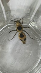 Dasymutilla cressoni