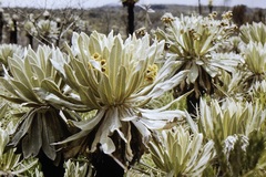 Espeletia pycnophylla